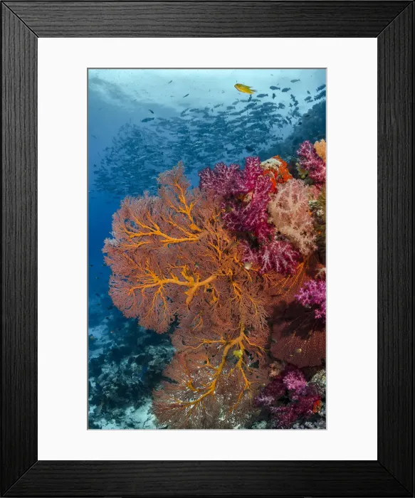Framed Print : Fiji. Fish and coral reefscape. Credit as: Jones & Shimlock  /  Jaynes Gallery  /  DanitaDelimont