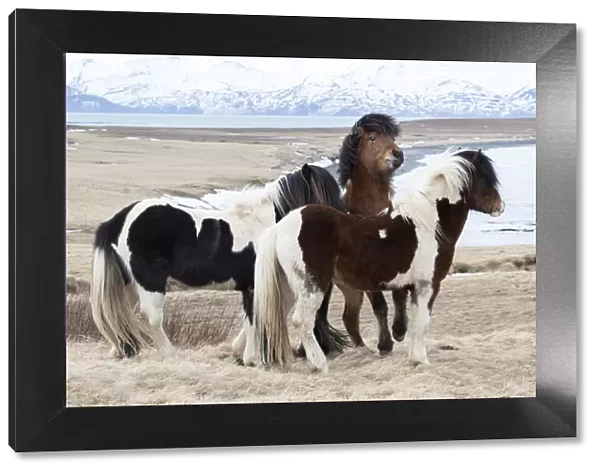 Europe, Iceland, North Iceland, near Akureyri. Icelandic horses have thick manes