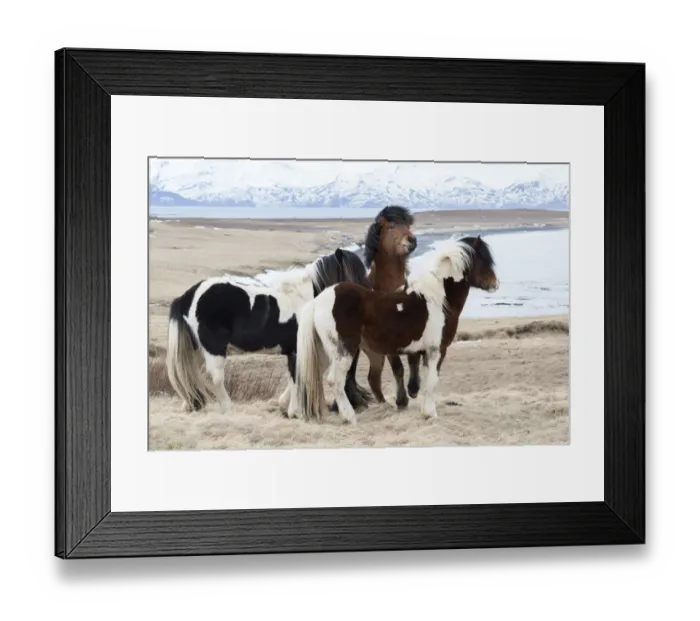Framed Print : Europe, Iceland, North Iceland, near Akureyri. Icelandic horses have thick manes Framed Print : Europe, Iceland, North Iceland, near Akureyri. Icelandic horses have thick manes