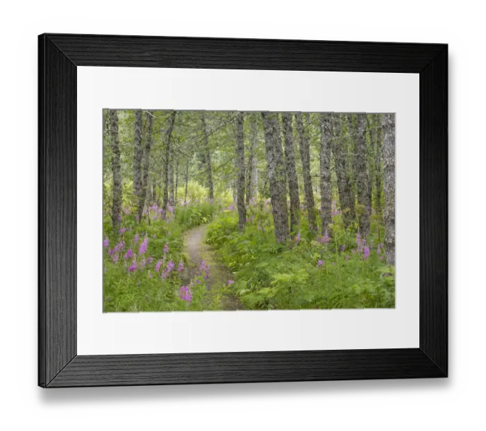 Framed Print : USA, Alaska, Kenai Peninsula. Trail through birch forest and fireweed. Credit as Framed Print : USA, Alaska, Kenai Peninsula. Trail through birch forest and fireweed. Credit as