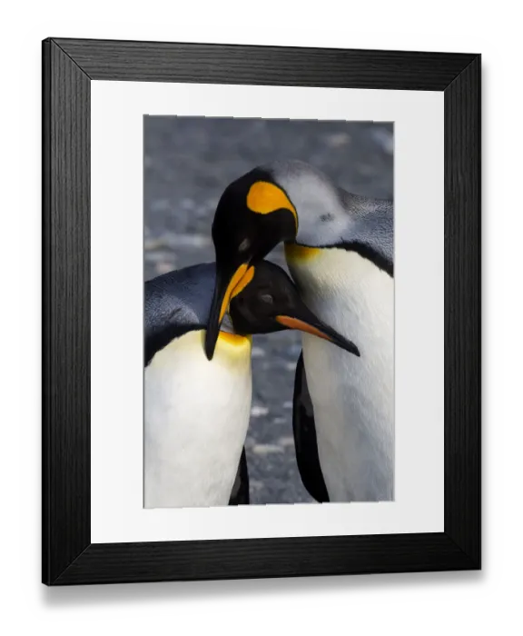 Framed Print : Antarctica, South Georgia Island, St. Andrews Bay, A Pair of King Penguins Framed Print : Antarctica, South Georgia Island, St. Andrews Bay, A Pair of King Penguins
