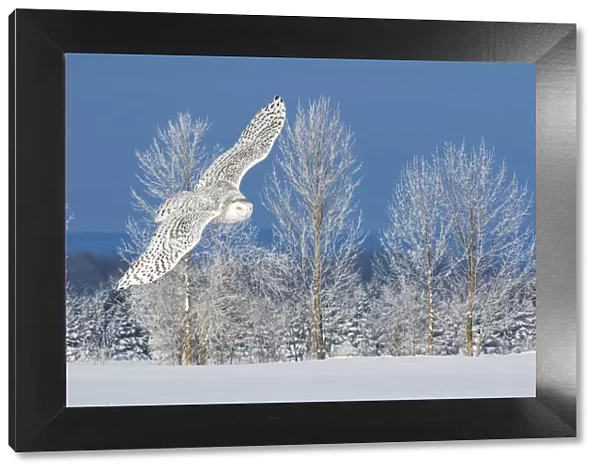 Canada, Ontario. Female snowy owl in flight