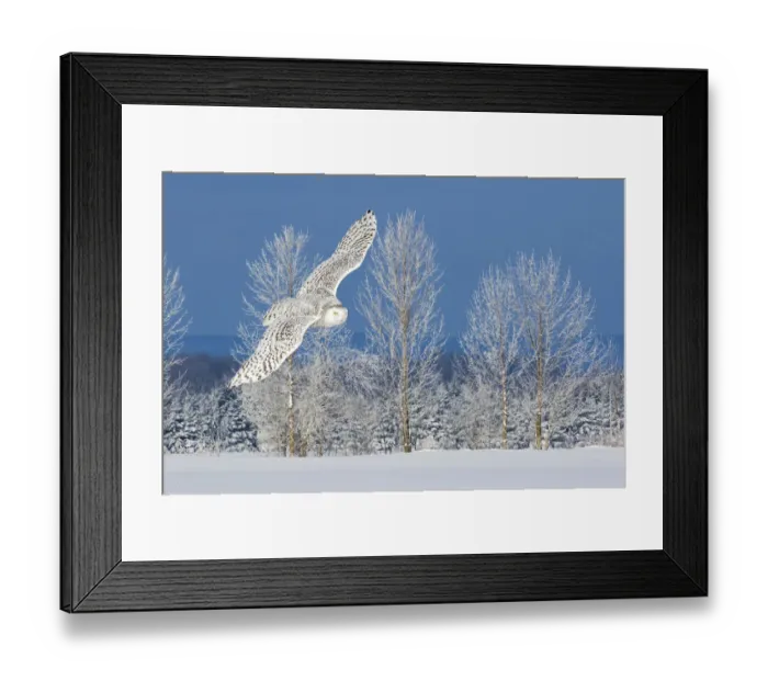 Framed Print : Canada, Ontario. Female snowy owl in flight Framed Print : Canada, Ontario. Female snowy owl in flight