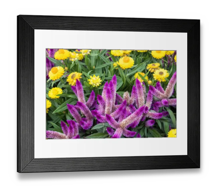 Framed Print : Yellow strawflowers and purple Celosia in garden, USA Framed Print : Yellow strawflowers and purple Celosia in garden, USA
