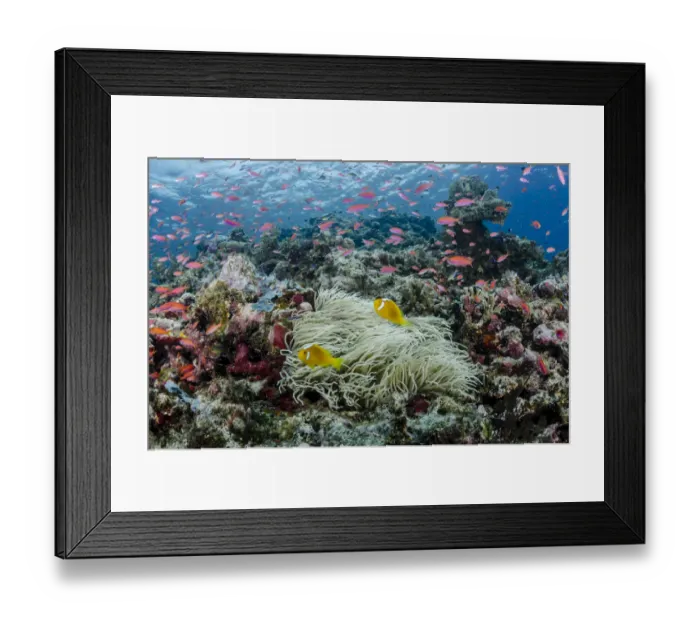 Framed Print : South Pacific, Solomon Islands. Reefscape of fish and corals Framed Print : South Pacific, Solomon Islands. Reefscape of fish and corals