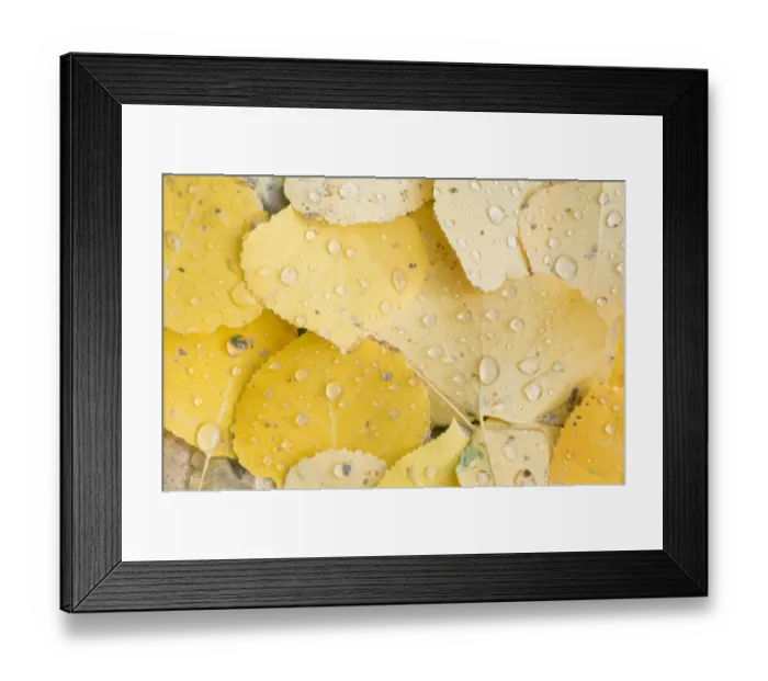 Framed Print : US, CO, Gunnison NF, Water Drops on Aspen Leaves Framed Print : US, CO, Gunnison NF, Water Drops on Aspen Leaves