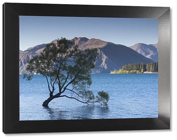 New Zealand, South Island, Otago, Wanaka, Lake Wanaka, solitary tree, dusk