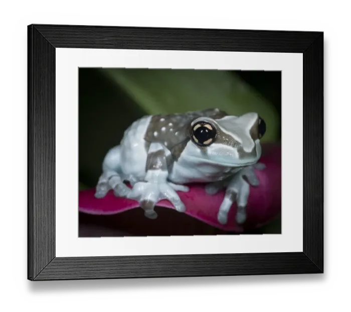 Framed Print : Blue milk frog, Mission golden-eye tree frog, Amazon milk frog, Trachycephalus resinifictrix Framed Print : Blue milk frog, Mission golden-eye tree frog, Amazon milk frog, Trachycephalus resinifictrix