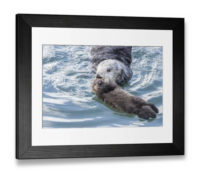 Framed Print : USA, California, San Luis Obispo County. Sea otter mother and pup Framed Print : USA, California, San Luis Obispo County. Sea otter mother and pup