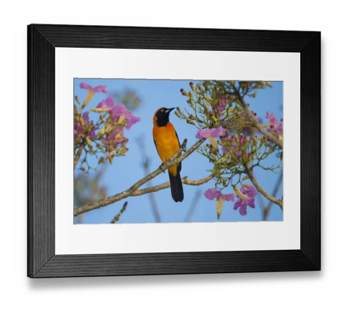 Framed Print : South America. Brazil. An orange-backed troupial (Icterus croconotus) harvesting Framed Print : South America. Brazil. An orange-backed troupial (Icterus croconotus) harvesting