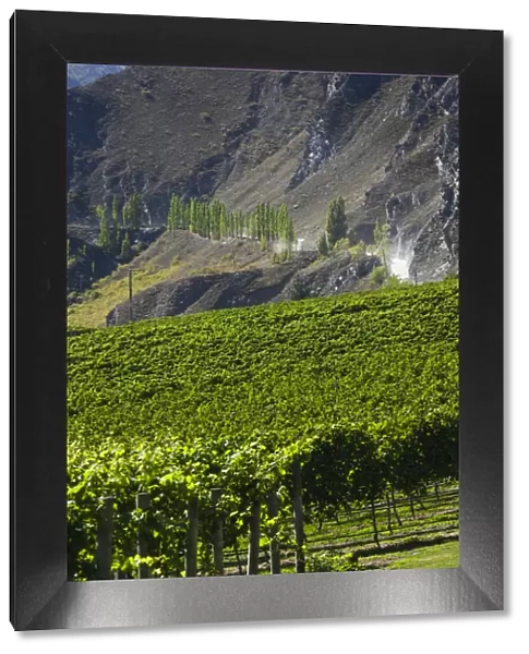 New Zealand, South Island, Otago, Gibbston, vineyard