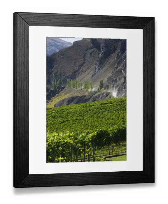 Framed Print : New Zealand, South Island, Otago, Gibbston, vineyard Framed Print : New Zealand, South Island, Otago, Gibbston, vineyard
