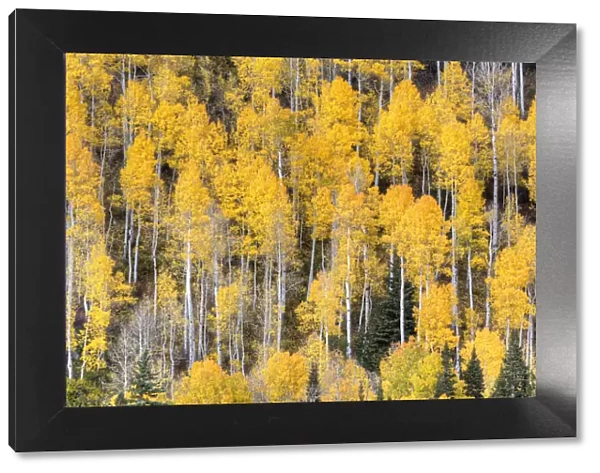 USA, Colorado, Rocky Mountains. Aspen trees in autumn