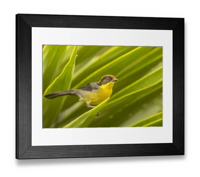 Framed Print : South America, Equador, Nono. Rufous-naped bush-finch Framed Print : South America, Equador, Nono. Rufous-naped bush-finch
