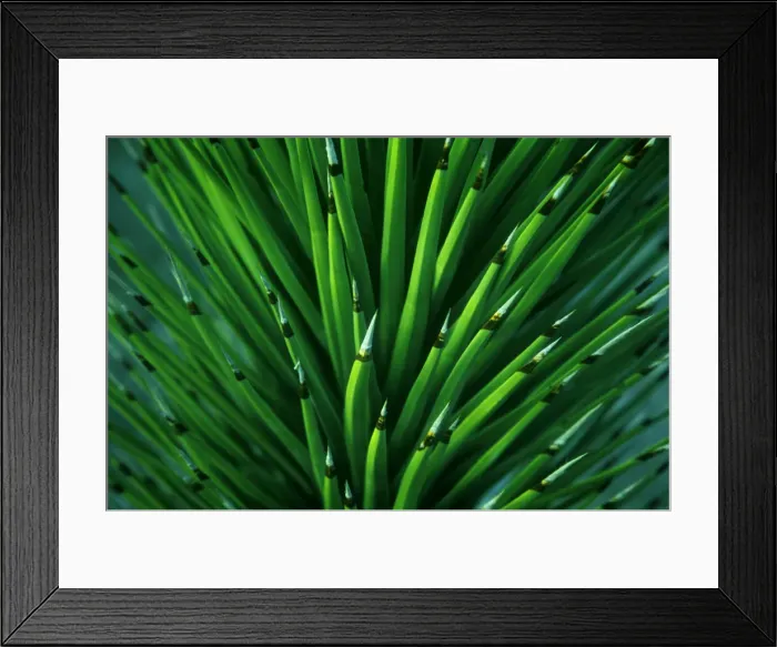 Framed Print : This is a close up of a Joshua Tree yuccaplant found in the desert of Death Valley NP Framed Print : This is a close up of a Joshua Tree yuccaplant found in the desert of Death Valley NP