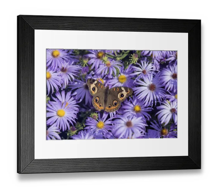 Framed Print : 03411-01212 Common Buckeye (Junonia coenia) on Frikarts Aster (Aster frikartii) Marion Co Framed Print : 03411-01212 Common Buckeye (Junonia coenia) on Frikarts Aster (Aster frikartii) Marion Co