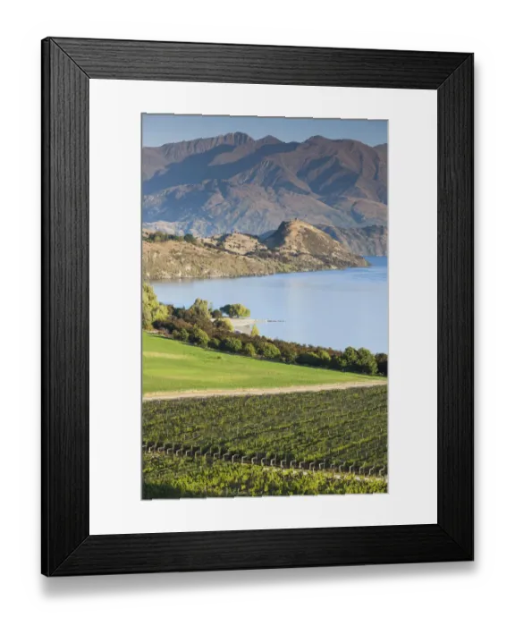 Framed Print : New Zealand, South Island, Otago, Wanaka, vineyard on Lake Wanaka