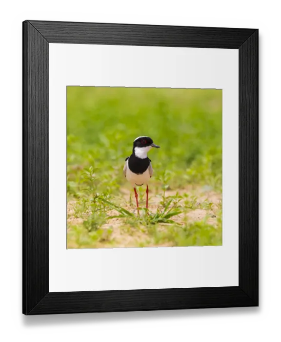 Framed Print : South America. Brazil. A pied lapwing (Vanellus cayanus) along the banks of a river in the Pantanal Framed Print : South America. Brazil. A pied lapwing (Vanellus cayanus) along the banks of a river in the Pantanal