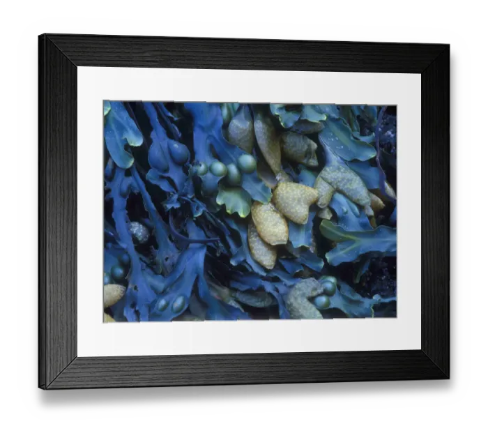 Framed Print : One finds this kelp growing on the beach in Hellnar, Iceland Framed Print : One finds this kelp growing on the beach in Hellnar, Iceland