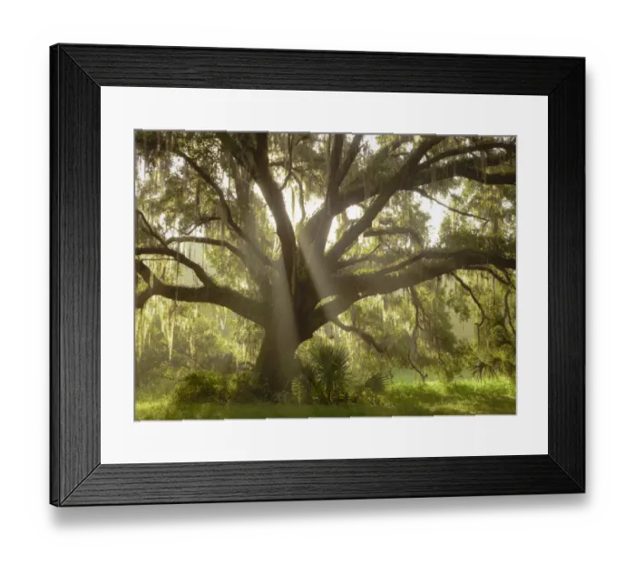 Framed Print : Beautiful Southern Live Oak tree, Quercus virginiana, Central Florida Framed Print : Beautiful Southern Live Oak tree, Quercus virginiana, Central Florida