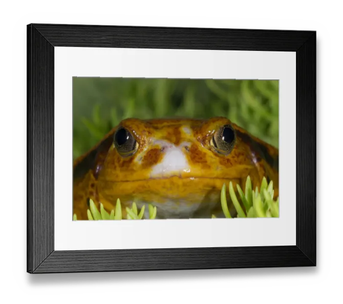 Framed Print : Tomato Frog, Madagascar tomato frog, crapaud rouge de Madagascar, Dyscophus antongilii Framed Print : Tomato Frog, Madagascar tomato frog, crapaud rouge de Madagascar, Dyscophus antongilii