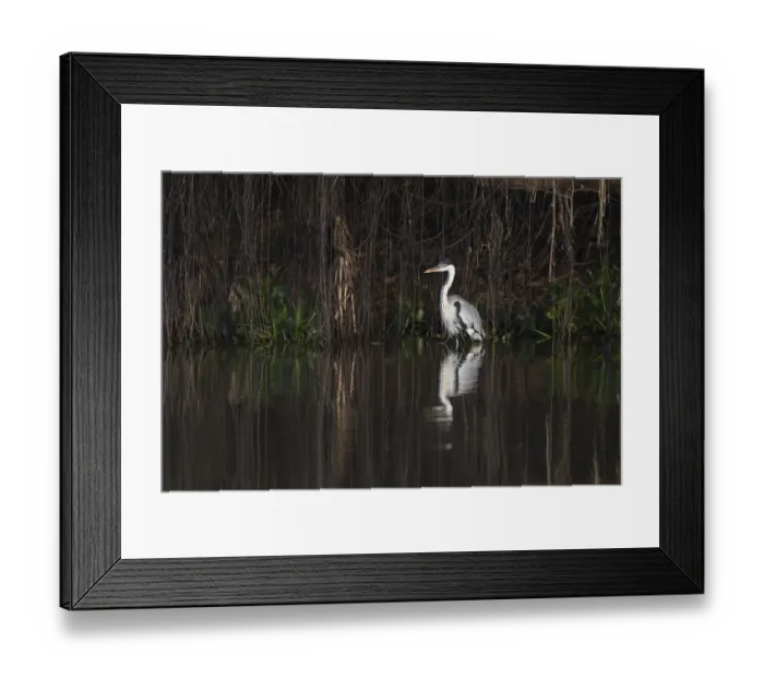 Framed Print : South America, Brazil, The Pantanal cocoi heron, Ardea cocoi