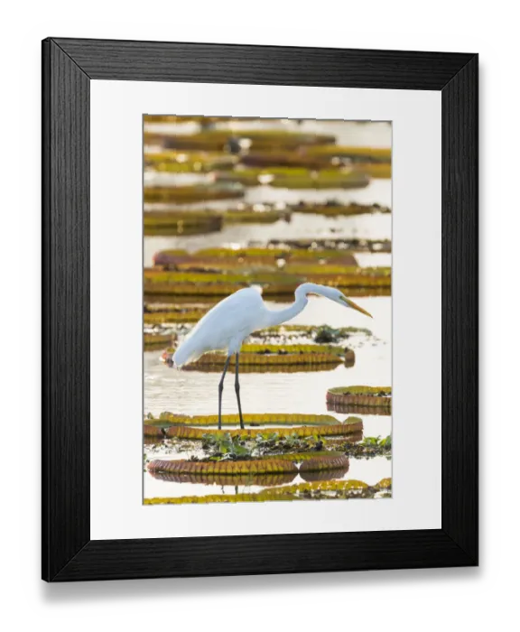 Framed Print : South America, Brazil, The Pantanal, Porto Jofre, great egret, Ardea alba, giant lily pads Framed Print : South America, Brazil, The Pantanal, Porto Jofre, great egret, Ardea alba, giant lily pads
