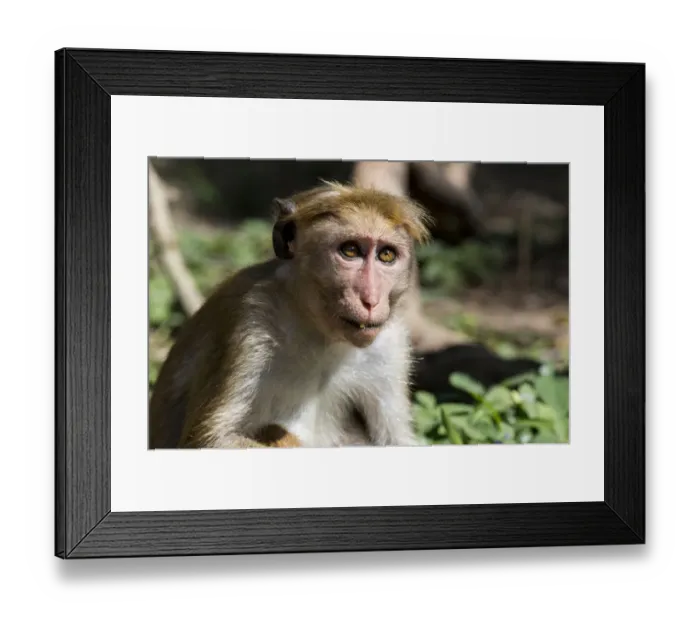 Framed Print : Sri Lanka, Tissamaharama, Yala National Park, Ruhuna National Park, Section 1. Toque macaque (WILD Framed Print : Sri Lanka, Tissamaharama, Yala National Park, Ruhuna National Park, Section 1. Toque macaque (WILD