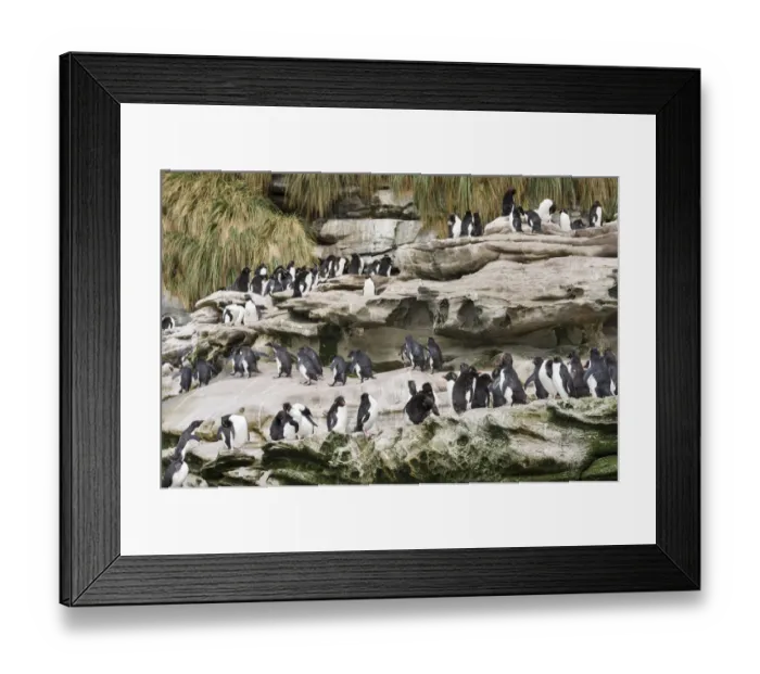 Framed Print : Rockhopper Penguin (Eudyptes chrysocome), subspecies western rockhopper penguin Framed Print : Rockhopper Penguin (Eudyptes chrysocome), subspecies western rockhopper penguin
