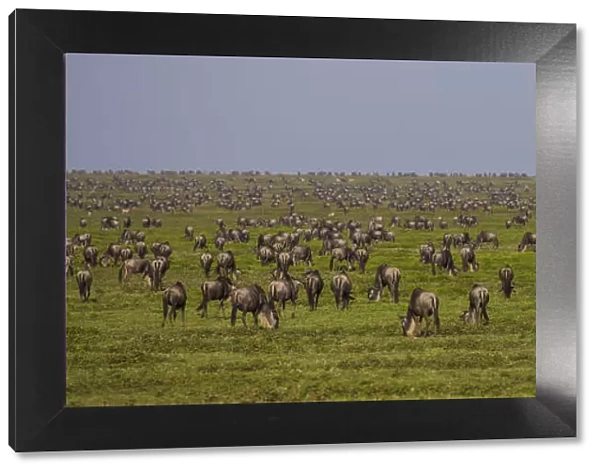 Africa, African, Connochaetes taurinus, Mara, River, Serengeti, Serengeti NP, Tanzania