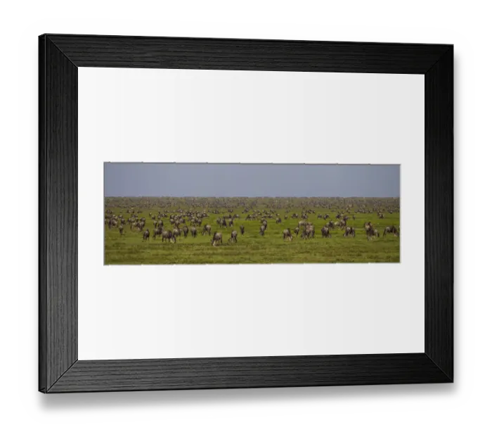 Framed Print : Africa, African, Connochaetes taurinus, Mara, River, Serengeti, Serengeti NP, Tanzania