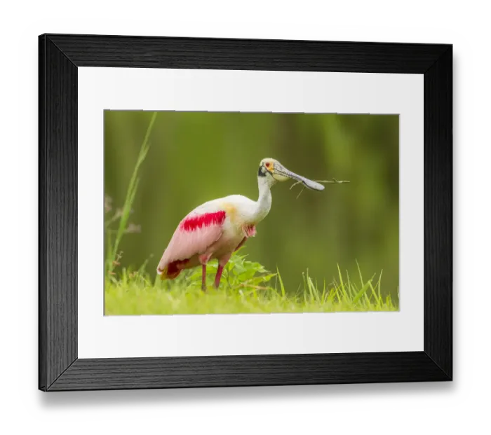 Framed Print : USA, Louisiana, Jefferson Island. Roseate spoonbill with stick for nest. Credit as