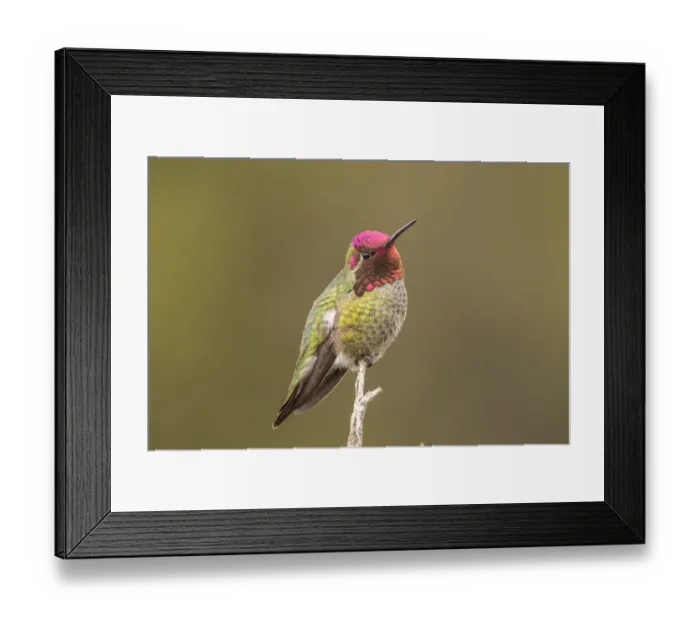 Framed Print : USA, California, San Luis Obispo County. Male Annas hummingbird displaying colors Framed Print : USA, California, San Luis Obispo County. Male Annas hummingbird displaying colors