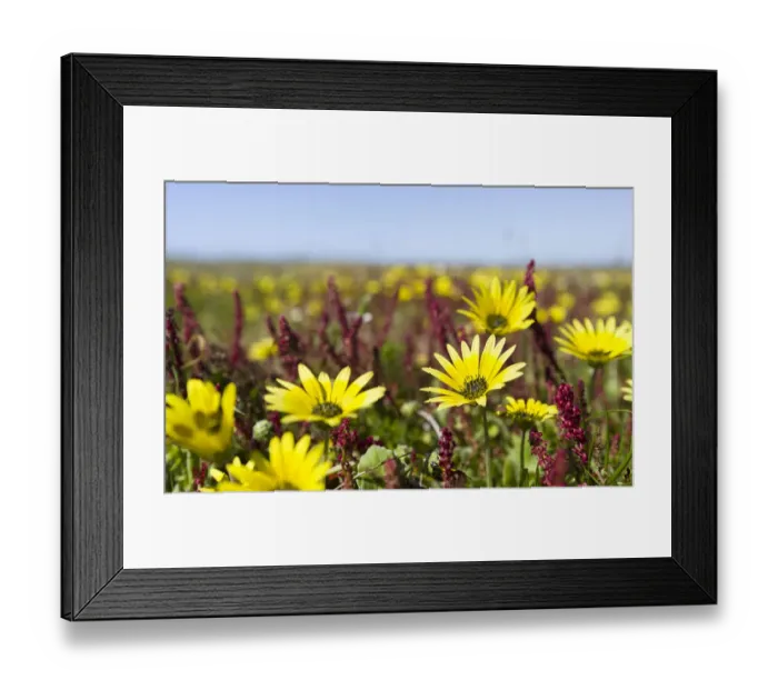 Framed Print : Capeweed or plain treasureflower, cape dandelion, cape marigold (Arcotheca calendula) Framed Print : Capeweed or plain treasureflower, cape dandelion, cape marigold (Arcotheca calendula)