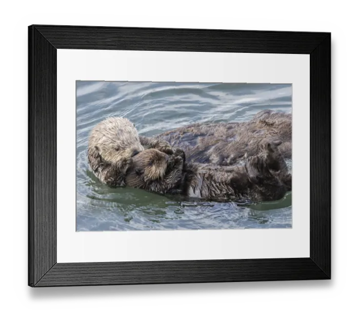 Framed Print : USA, California, San Luis Obispo County. Sea otter mother and pup grooming. Credit as Framed Print : USA, California, San Luis Obispo County. Sea otter mother and pup grooming. Credit as