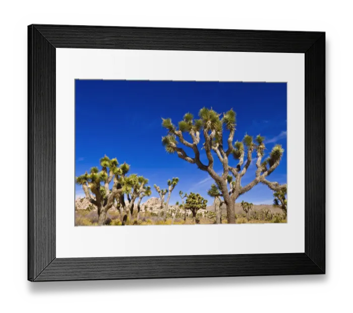 Framed Print : Joshua trees along the trail to the Wall Street Mill, Joshua Tree National Park Framed Print : Joshua trees along the trail to the Wall Street Mill, Joshua Tree National Park