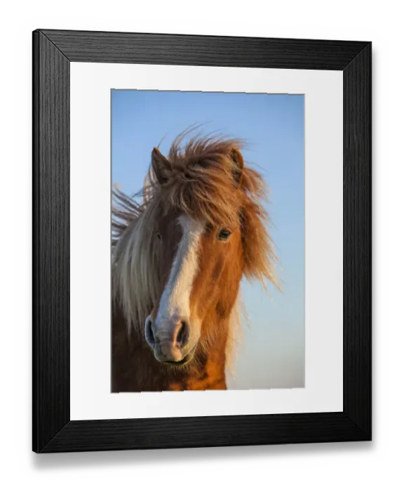 Framed Print : Iceland. Icelandic horse in sunset light