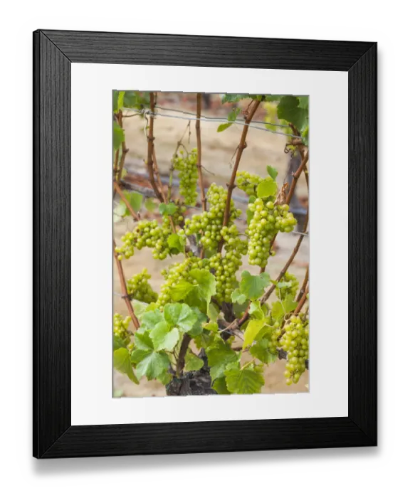 Framed Print : New Zealand, North Island, Hawkes Bay, Havelock North, vineyard Framed Print : New Zealand, North Island, Hawkes Bay, Havelock North, vineyard