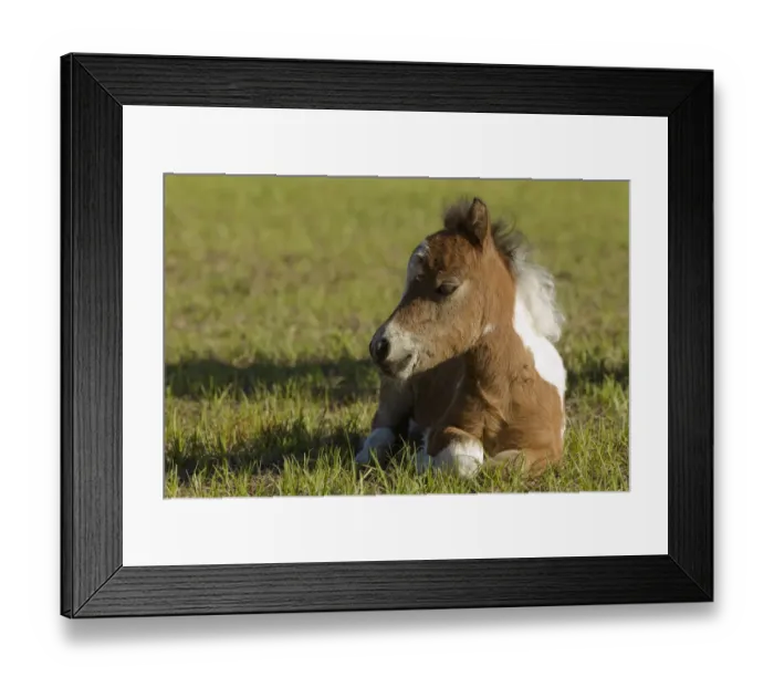 Framed Print : Baby Miniature horse paint colt