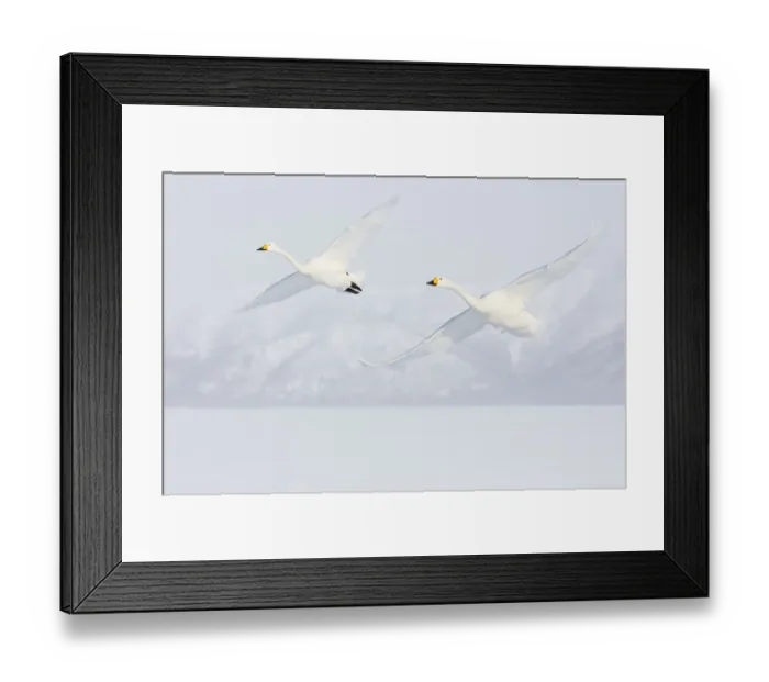 Framed Print : Asia, Japan, Hokkaido, Lake Kussharo, Two Whooper Swans Flying Framed Print : Asia, Japan, Hokkaido, Lake Kussharo, Two Whooper Swans Flying
