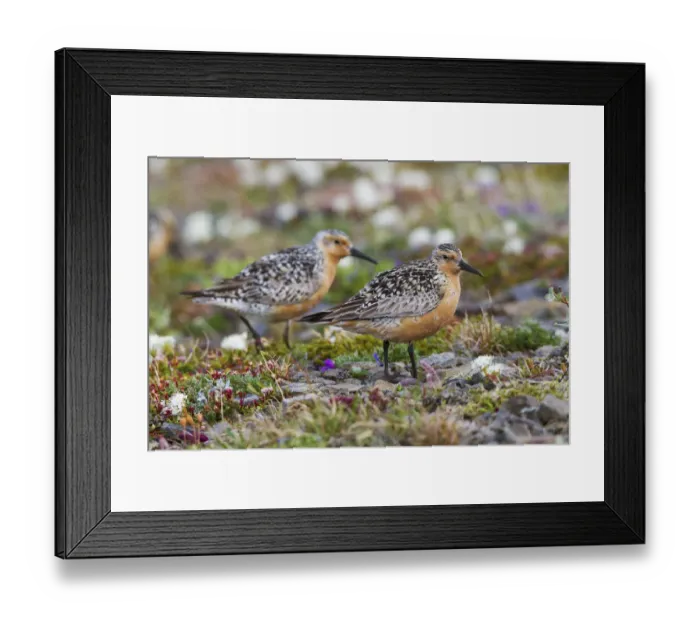 Framed Print : Red Knots on the Arctic Tundra Framed Print : Red Knots on the Arctic Tundra