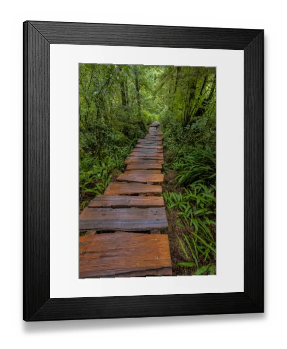 Framed Print : Cedar plank boardwalk through old growth cedar forest on Meares Island near Tofino Framed Print : Cedar plank boardwalk through old growth cedar forest on Meares Island near Tofino