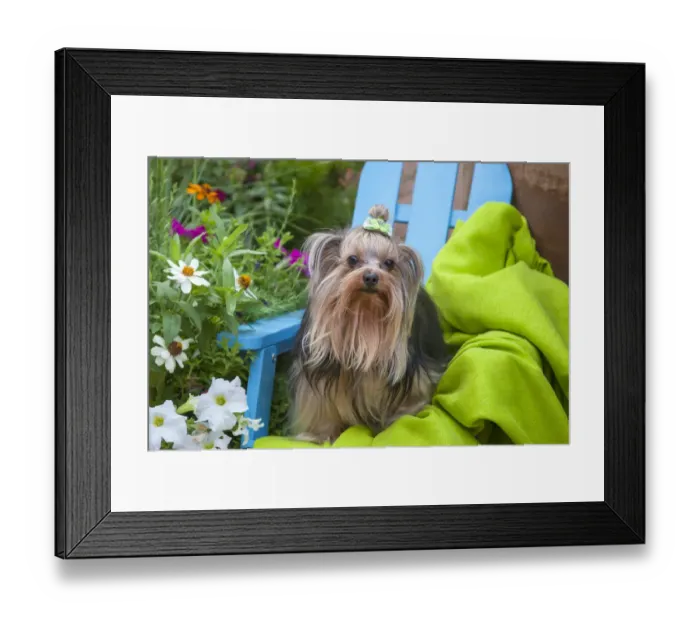 Framed Print : Yorkshire Terrier sitting on blue chair with green fabric