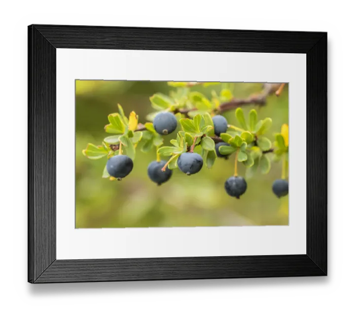 Framed Print : South America, Chile, Patagonia. Calafate berries Framed Print : South America, Chile, Patagonia. Calafate berries