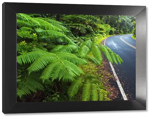 Park road through the fern forest, Hawaii Volcanoes National Park, Hawaii USA