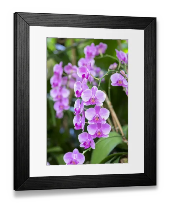 Framed Print : Orchid, USA