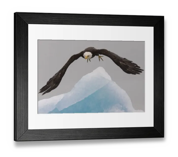 Framed Print : Bald Eagle, Glacier Bay National Park and Preserve, Alaska, USA