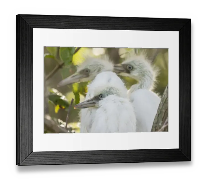 Framed Print : USA, Louisiana, Millers Lake. Little blue heron chicks