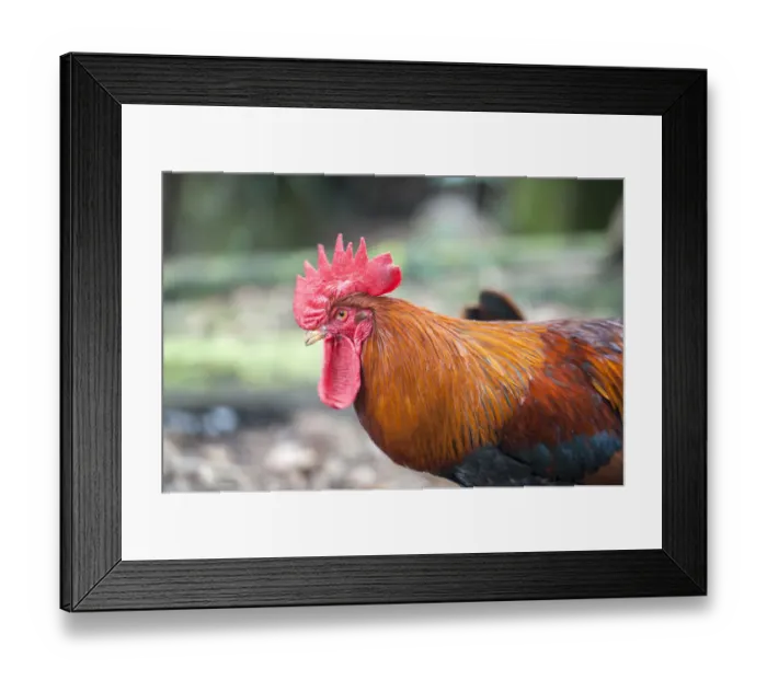 Framed Print : Bantam Rooster, Florida, USA Framed Print : Bantam Rooster, Florida, USA
