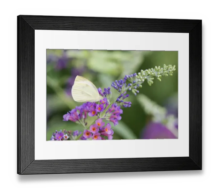 Framed Print : 03061-00320 Cabbage White (Pieris rapae) on Butterfly Bush (Buddleja davidii) Marion Co Framed Print : 03061-00320 Cabbage White (Pieris rapae) on Butterfly Bush (Buddleja davidii) Marion Co